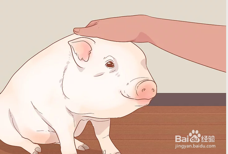 如何训练宠物猪？