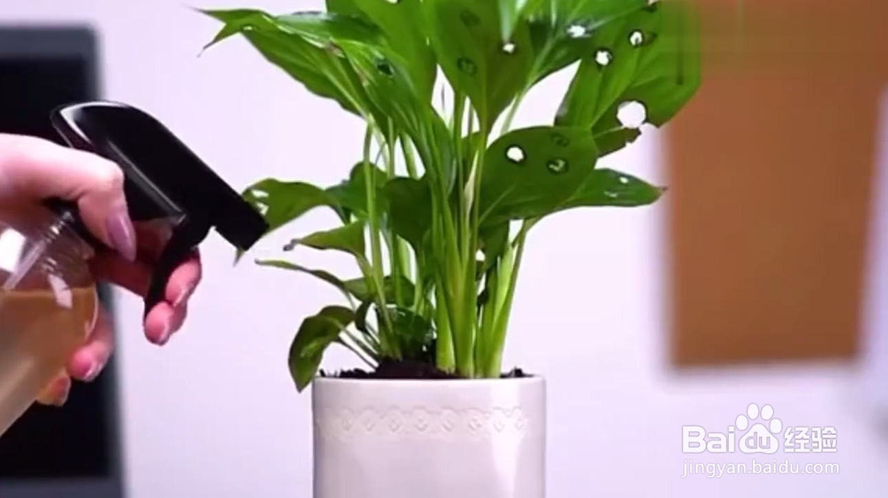 有哪些绿植种植小技巧?