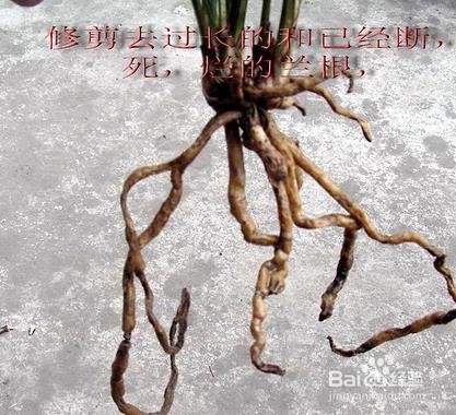 水苔养兰花的正确方法