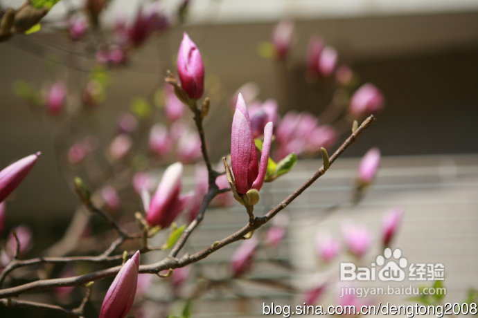 朝阳公园寻春的小孩