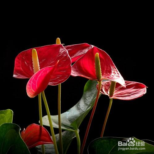 为什么红掌花的花蕾是黑色的?