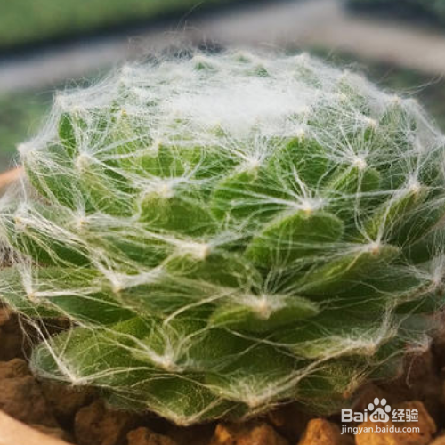 蛛丝卷绢为什么叶子变黄了？