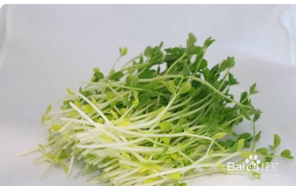 怎样种豌豆苗又快又好