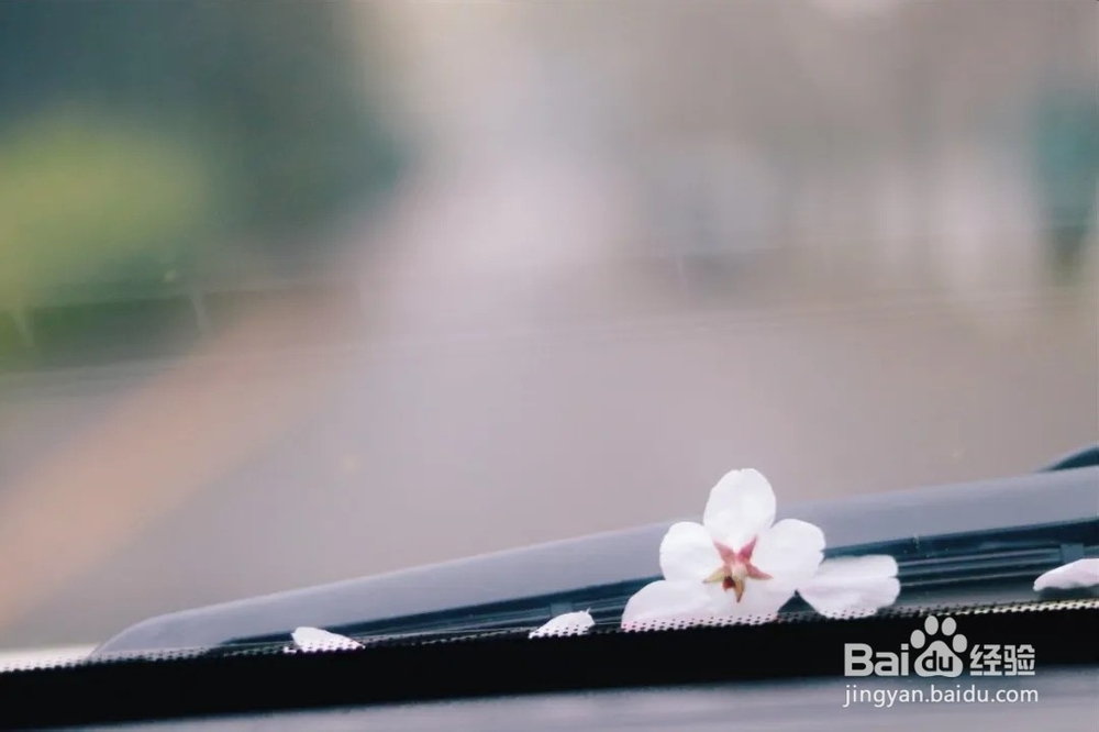 南京林业大学樱花