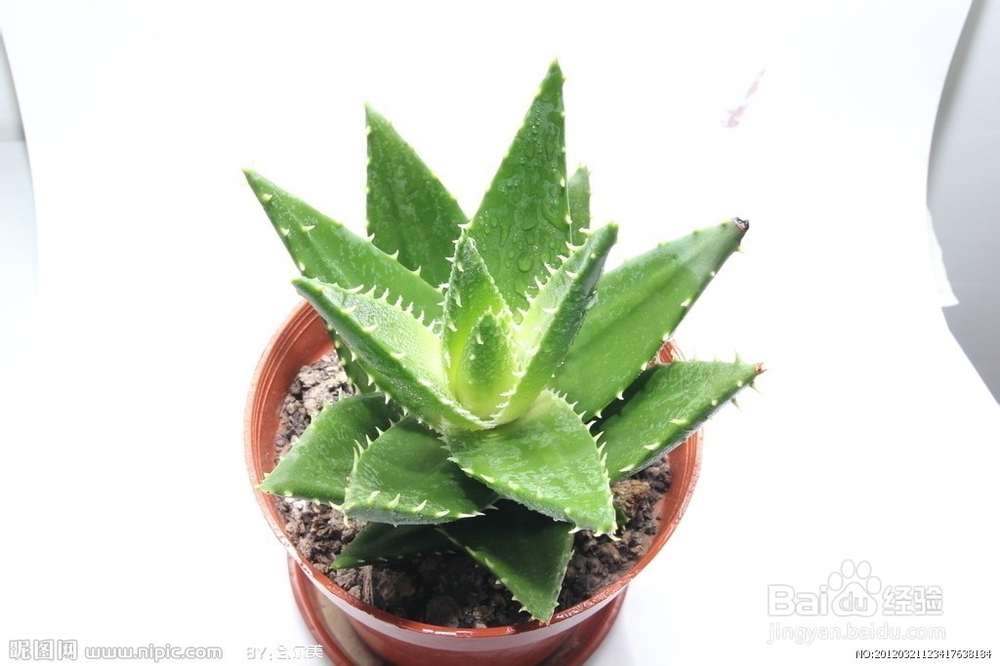 增长眼睫毛的一些小办法