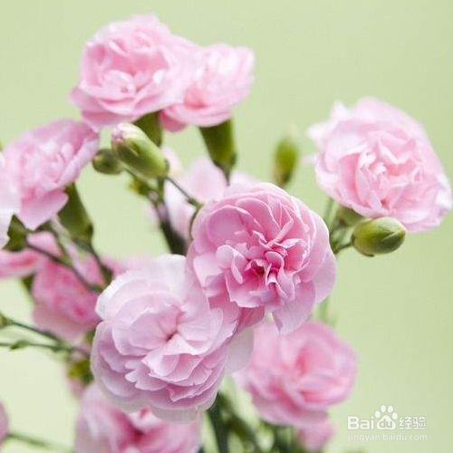 栽种康乃馨需要注意哪些？