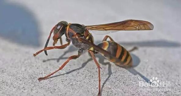 遇到马蜂或者马蜂窝怎么办