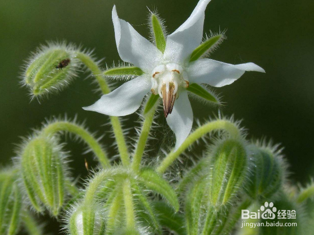 琉璃苣的养殖方法是什么？