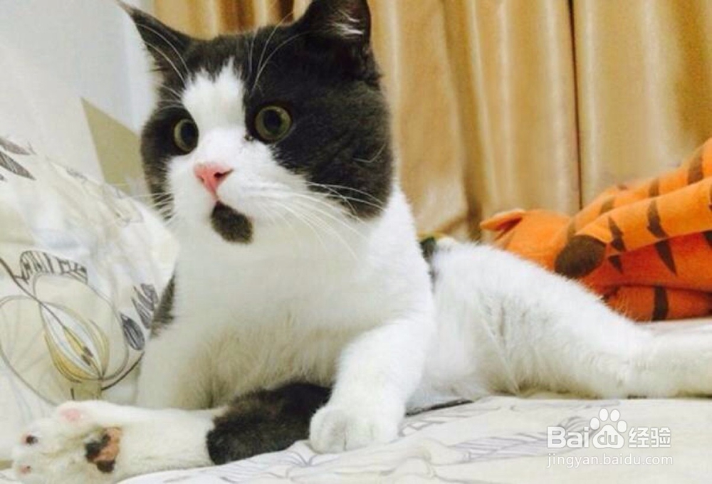 猫咪拉肚腹泻怎么办