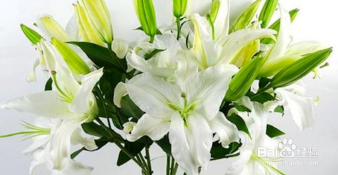 鲜切花醒花步骤