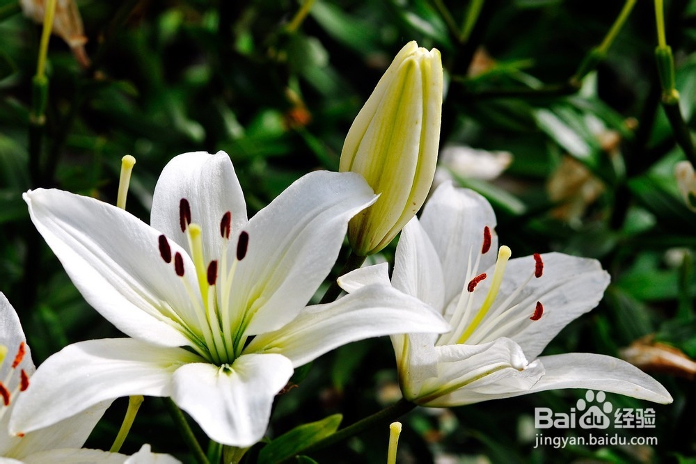 不能放于室内的植物有哪些?