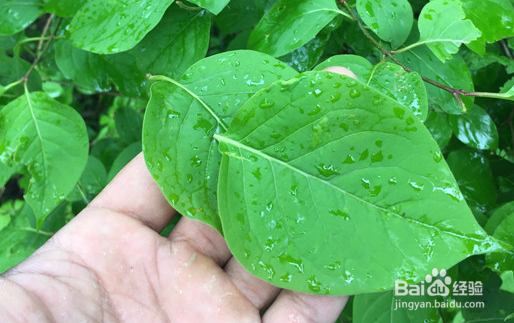 丁香茶真假的鉴别方法和技巧