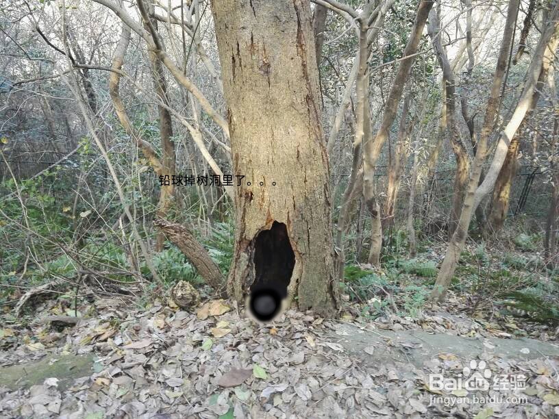 铅球掉进树洞里该怎么拿出来?
