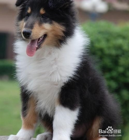 苏格兰牧羊犬夏季饲养