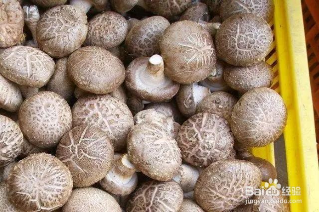 鲜香菇和干香菇,哪种营养更高?