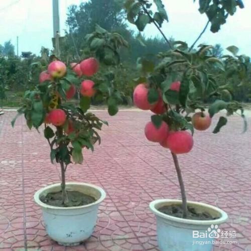 盆栽苹果树的养殖方法和注意事项