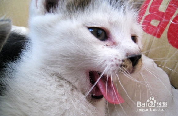 猫对主人哈气怎么办