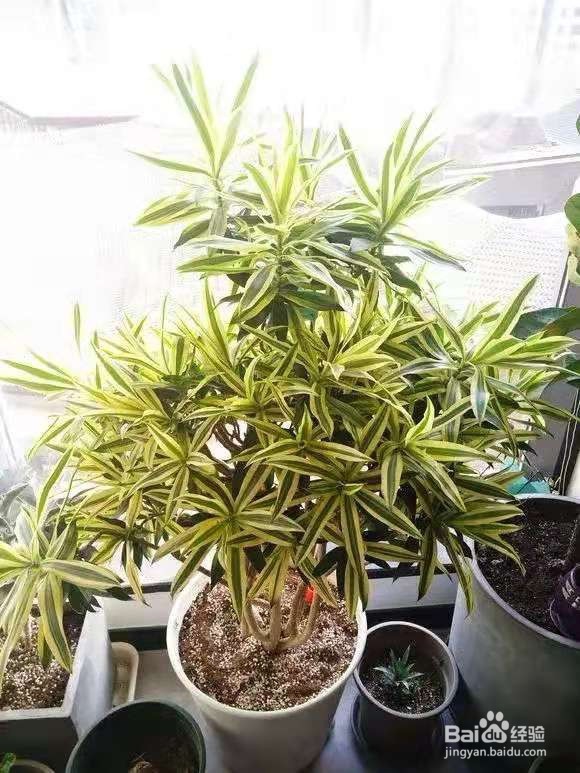 春节养5种能“清空气”的花，新手也能养得好