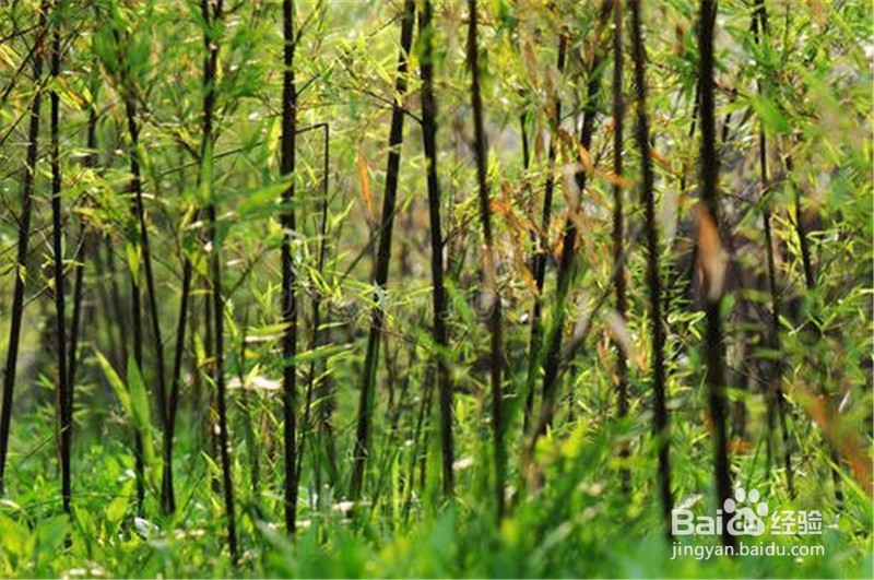 竹子怎么种,什么时候种?