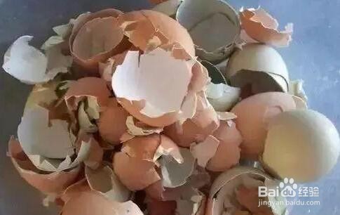 鸡蛋壳除了扔掉还有什么用途