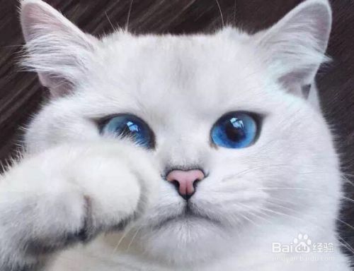 猫营养膏的功效与作用有哪些？