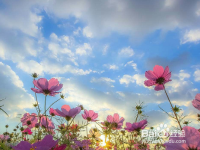 花儿又怎么又怎么