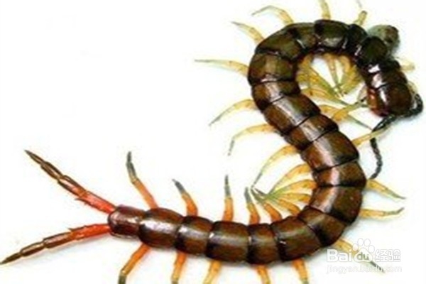 怎样使用蜈蚣?--------中药的使用