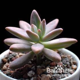 适合冬天养的多肉