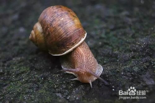 蜗牛的触角有什么作用