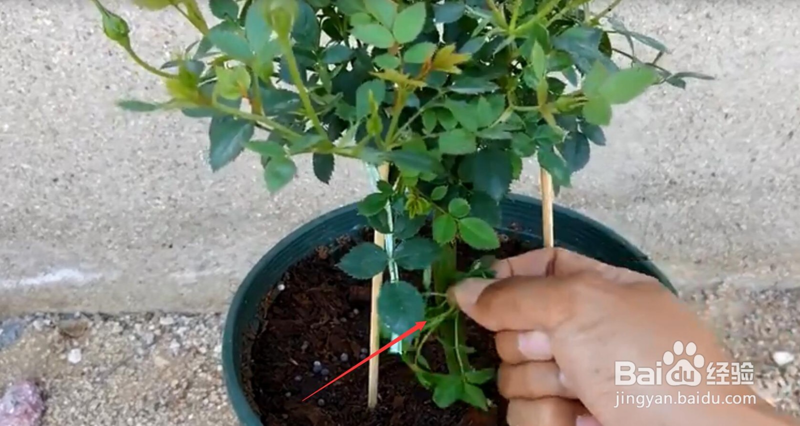 怎样让盆栽月季又肥又壮