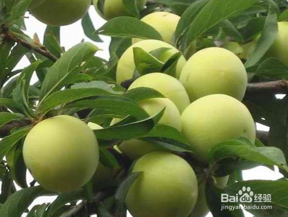 如何让李子快速成熟