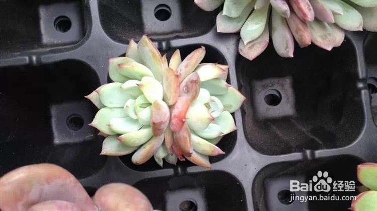 新手如何栽多肉