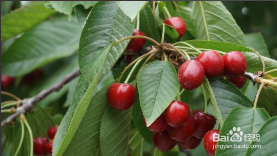 吃了樱桃里面的虫子怎么办