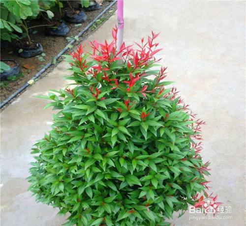 红车植物的养殖方法