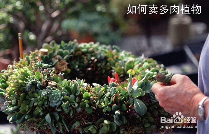 <b>如何卖多肉植物</b>