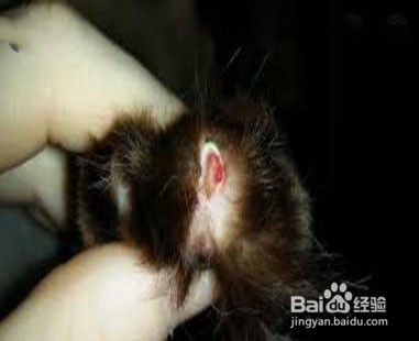 小猫爪子抓破了怎么办