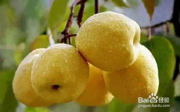 宝宝吃什么可以改善便秘呢？