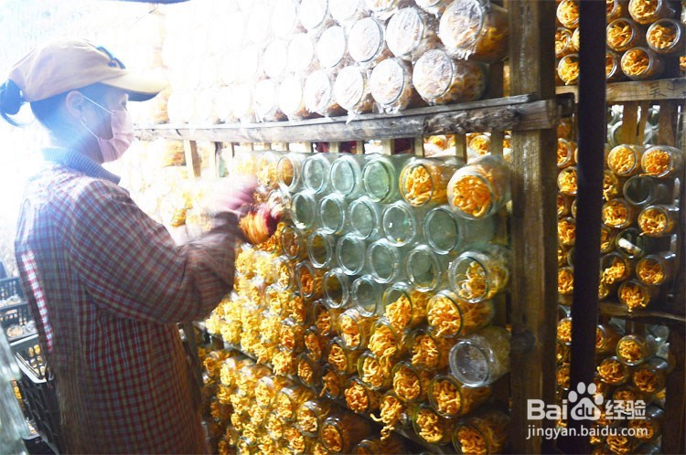 虫草花的功效与作用