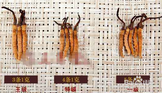 冬虫夏草的食用方法 首选泡茶喝