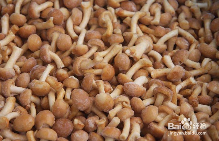 怎样判断滑子菇是否变质