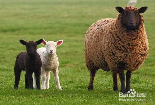 绵羊都是有哪些类型，应该怎么分辨？