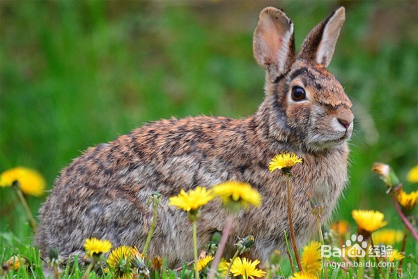 怎么放生 放生有哪些注意事项