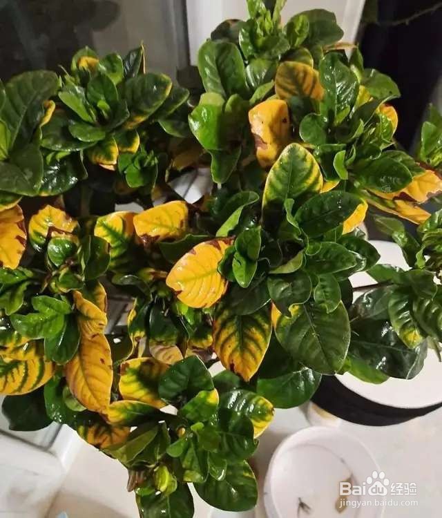 栀子花太难养？记住：少折腾，不黄叶，年年开花