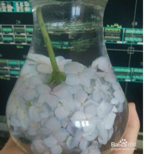 瓶插绣球花蔫了怎么办 百度经验