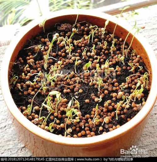 种香菜,种子怎么处理