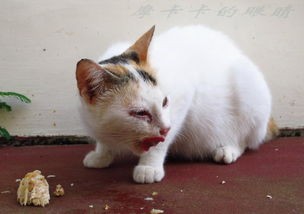 猫咪在哪些时候不能去打扰