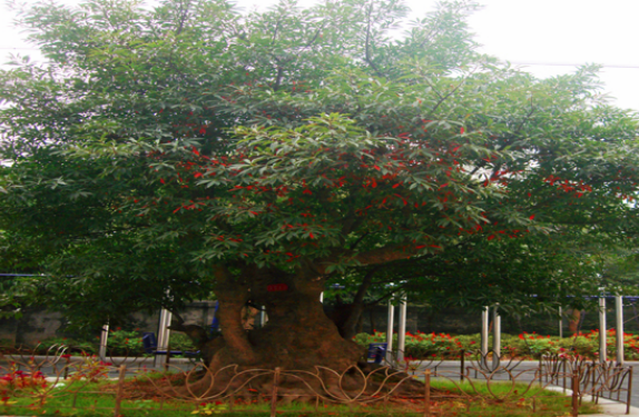 秋天什么树是绿色的