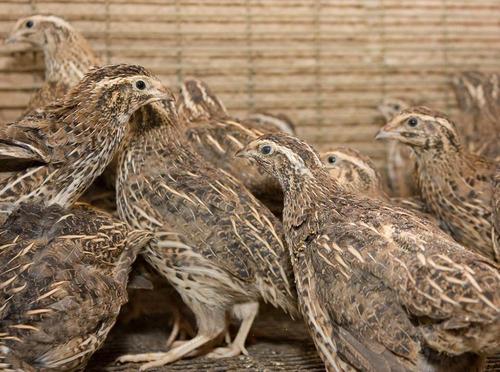 鹌鹑和鸽子的区别是什么