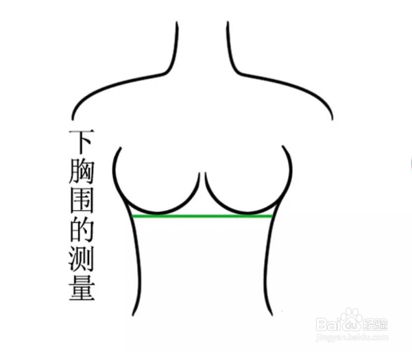 胸宽测量示意图图片