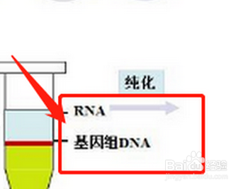 分离核糖体的实验步骤